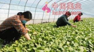郏县：果蔬大棚绿意浓 产业兴旺促振兴