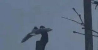 英国一只猴子爬上6米多高杆子，抓住在空中盘旋的海鸥，凶狠地甩打后啃食