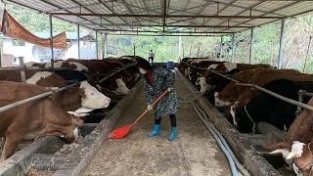 马山县龙开村：喜迎新生牛犊 壮大养牛产业