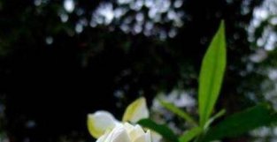 3月养栀子花，这“三技巧”要牢记，学会了花多叶绿，香味更浓郁