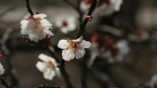 自然 | 梅、桃、杏、李、樱、海棠，三招辨清“春粉六美”