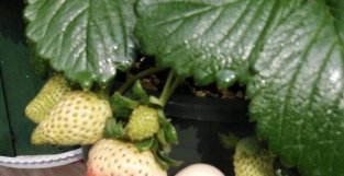 阳台养草莓，关键有“3点”，收获翻几倍，果大又甜，一株变多株