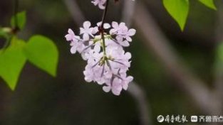 春季济南最香的花，小如米粒浓香M人