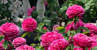 阳台养月季花，就选“妖花玛丽”，花似牡丹，又美又香，多季花开