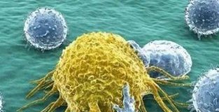 必须击破癌细胞的保护罩！新研究提示要物联用可增强免疫疗法效果