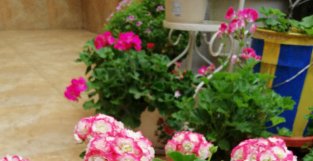 阳台养天竺葵，就选“日碗”，美如玫瑰，多季花开，养护也简单！