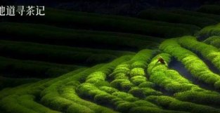 中国绿茶图鉴