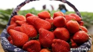 清洗草莓的步骤步骤，不能只是在意水果的味道，美味和健康都非常