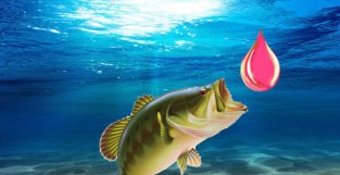 钓鱼时影响鱼口的自身因素：气味满意度、适口新、饥饿度、活跃度