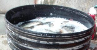 深圳河道：泛滥的罗非鱼，有人半天钓几十斤，用漂白粉泡过才吃？