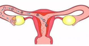 橄榄枝好孕科普：做试管选择囊胚的移植成功率是最高的吗？