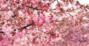 【共育校园】樱桃树下的爱