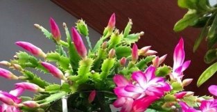 立夏前养蟹爪兰，及时做好2件事，新叶新芽长满盆，开出层叠群花