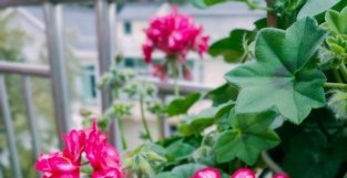 阳台养天竺葵，就选“红SE巨星”，颜值高，花期长，养护很简单！