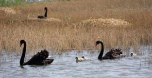 南大港湿地——8只黑天鹅宝宝破壳而出