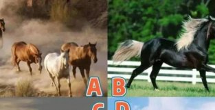 心理学：你觉得哪匹马是千里马，测5月份你会迎来什么好运？
