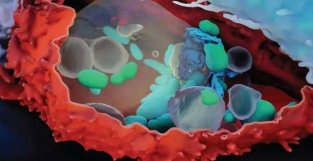 《科学》封面：癌细胞高清生死实录！或促进新型免疫疗法诞生