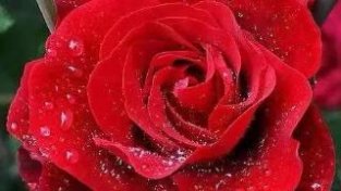紫玫瑰代表浪漫爱请