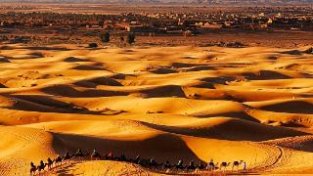 沙漠骆驼之歌