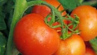 西红柿如何储存？教你西红柿的储存方法，这样储存比放冰箱更管用