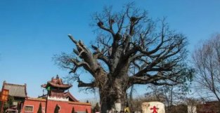 山西大槐树为何成了寻根之地，中国有多少姓氏是从这里迁移来的？