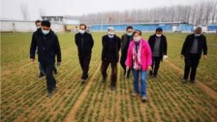 京郊小麦迎来肥水管理关键期