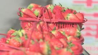 陕西略阳县接官亭镇:发展草莓产业 打造特SE农业优质名片