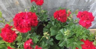 阳台养天竺葵，就选“红女巫”，美丽又喜庆，多季花开，值得拥有