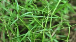 蛇舌草是一种怎样的植物，为什么被称为“蛇舌草”？