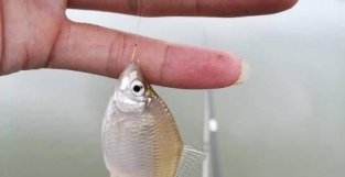夏季钓鱼，四大“计策”，专门对付小杂鱼，专攻水底大板鲫