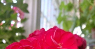 喜欢天竺葵，就养“万岁玫瑰”—美如玫瑰，多季开花，你值得拥有