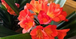 11种“香水花”，盛夏能开花，还能闻花香，1棵就能满屋飘香