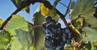 盛产葡萄美酒的摩尔多瓦 世界著名葡萄酒产地