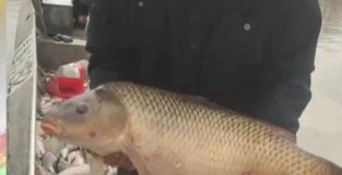 罕见！黑龙江一兄弟俩捕获鲤鱼“巨无霸”，重达50斤！