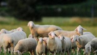 草原上的羊为什么没有膻味？