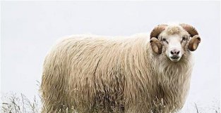 5月生肖羊会遇见命中最大的贵人，历经1次喜事，走向人生巅峰！