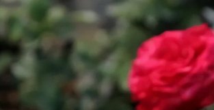 6种经典的红SE月季，每一种都好养爱开花，全养过的敬你是大神
