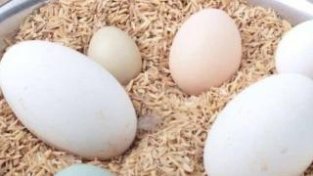 鹅蛋有什么营养价值？为什么这么贵？