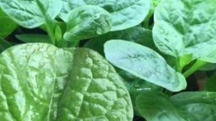 木耳菜种子中含有天然SE素，欧美国家却用它给布匹木耳菜
