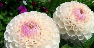 5种“霸气花”，壮丽像牡丹，家里种一盆，开花能开小半年
