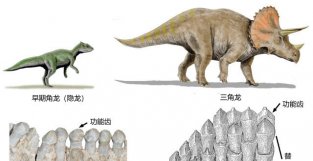 远古发现丨侏罗纪的古老角龙，是怎么换牙的？