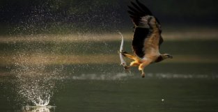 离谱！男子刚钓起大鱼，大鹰从天而降将鱼抢走，瞬间飞上60米高空