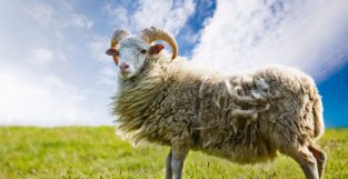 “十羊九苦”，生肖羊以下4月出生最好命，命里藏金，财路畅通