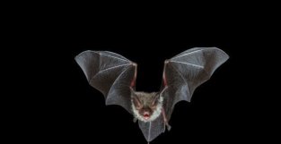 动物界口技大师—蝙蝠模仿蜜蜂声音吓退捕食者