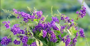 5种“晒不死”的花，适合夏天养，越热越开花，越晒越泼辣
