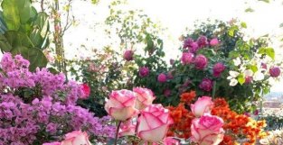 月季花界的“贵族”—朱米莉亚，美胜玫瑰，多季花开，你值得拥有