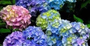 都是绣球花，花市里的开蓝SE花，自己家的开红花？酸蓝碱红