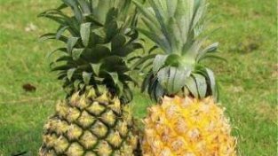 菠萝和凤梨的区别在哪里，怎么辨别？