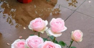 月季花品种介绍之—蒙娜丽莎，美胜玫瑰，浓香四溢，你值得拥有