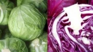 同样是包菜，紫SE的包菜和绿SE的包菜到底有什么区别？